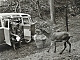 VW pictures,1962